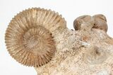Fossil Ammonite, Bivalve, and Belemnite Association - England #211929-6